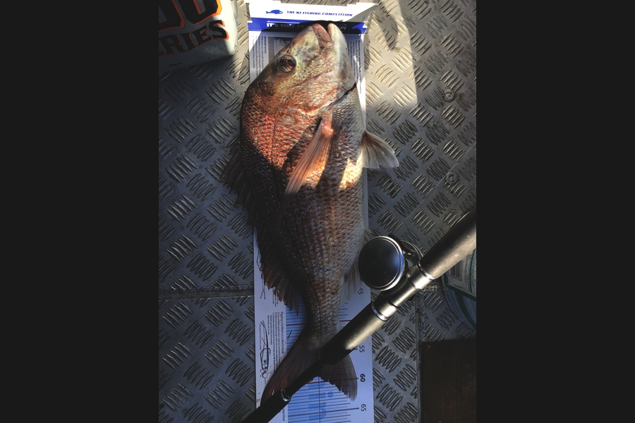 Darren Bugg caught this 59.0cm Snapper at Noises during The Export NZ Fishing Competition