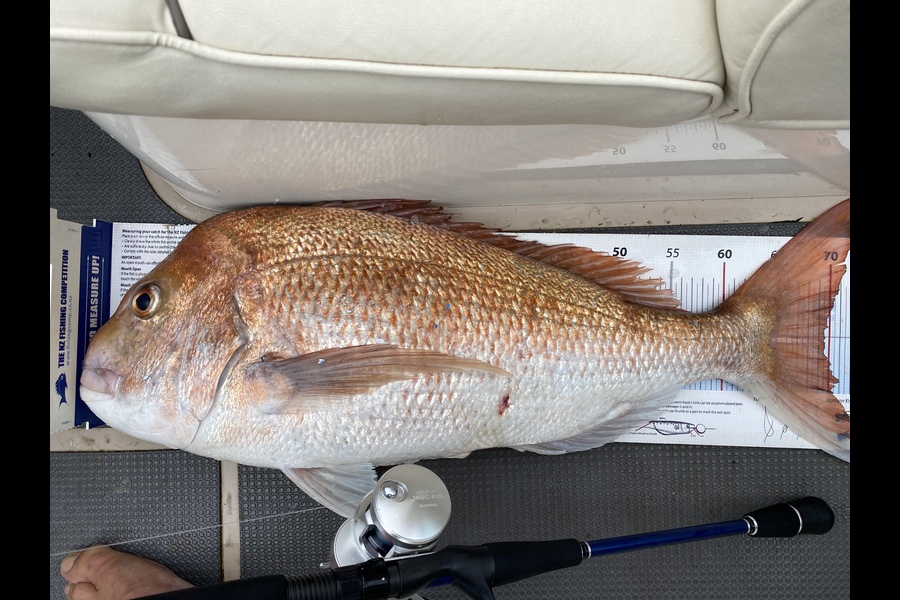 Ian Pedersen caught this 69.5cm Snapper at Thames during The Export NZ Fishing Competition