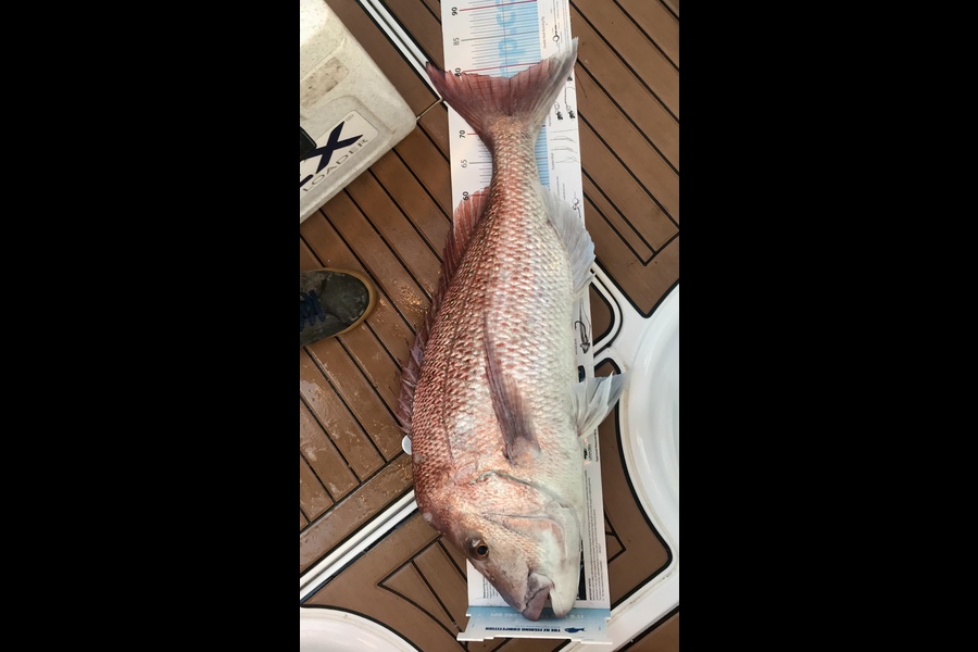 Daniel Given caught this 78.0cm Snapper at Whitianga  during The Export NZ Fishing Competition
