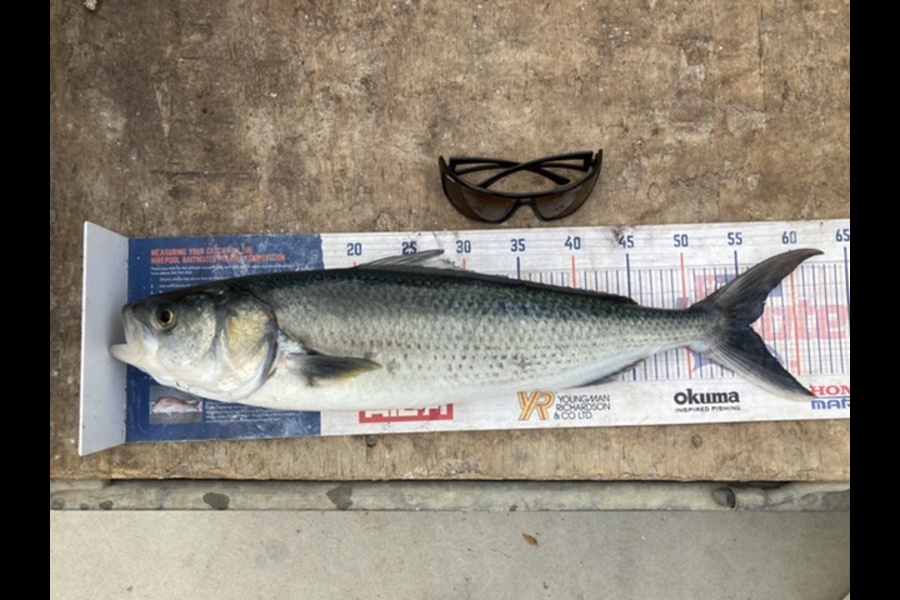 Mark Ray caught this 55.5cm Kahawai at BOP during The Export NZ Fishing Competition