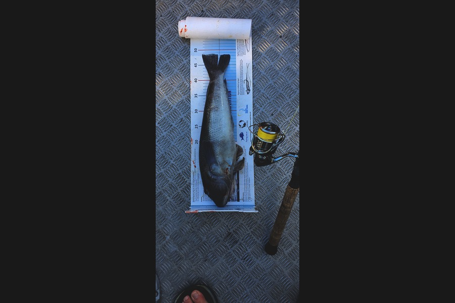 Alan Reelick caught this 48.5cm Blue Cod at Pelorus Sound during The Export NZ Fishing Competition