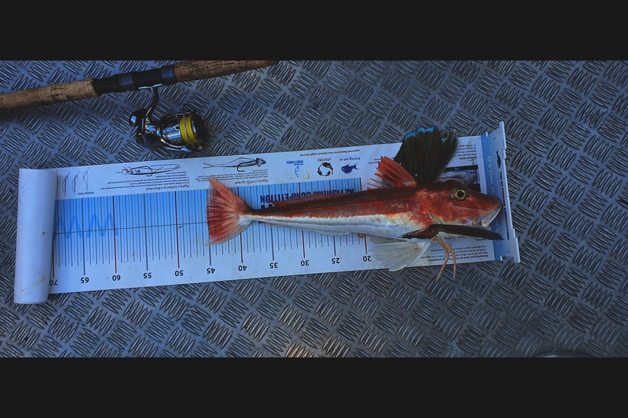 Alan Reelick caught this 45cm Gurnard at Pelorus Sound during The Export NZ Fishing Competition