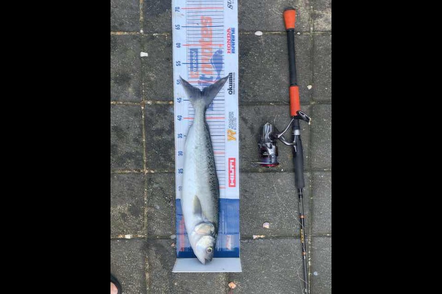 Mark Piskulic caught this 47.5cm Kahawai at Far north during The Export NZ Fishing Competition