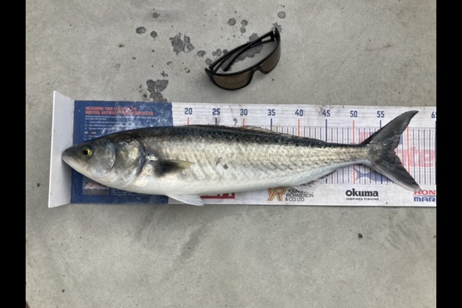 Mark Ray caught this 57.5cm Kahawai at BOP during The Export NZ Fishing Competition