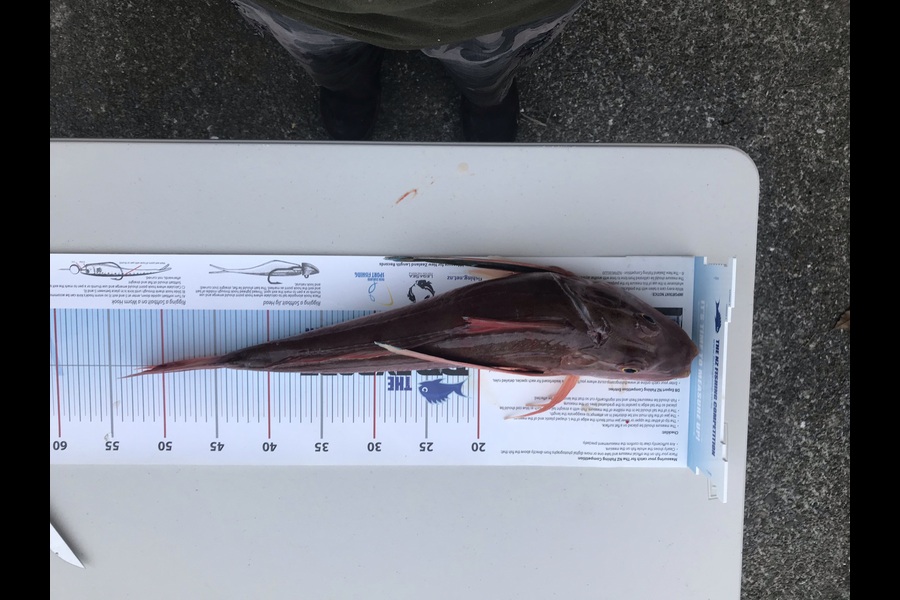 Joshua Rodgers caught this 51cm Gurnard at Wellington Harbour  during The Export NZ Fishing Competition