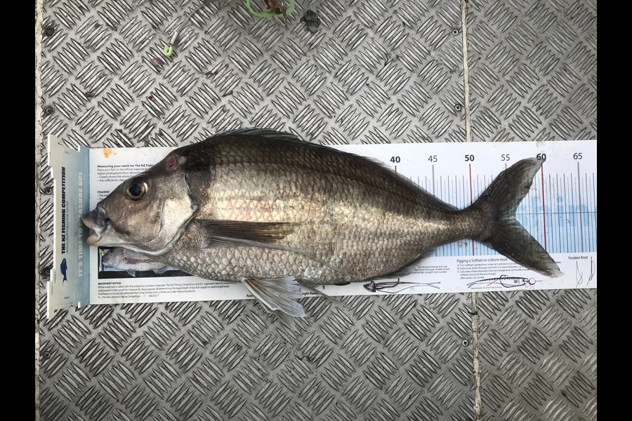Joseph Peeti caught this 56.0cm Tarakihi at Whanganui during The Export NZ Fishing Competition