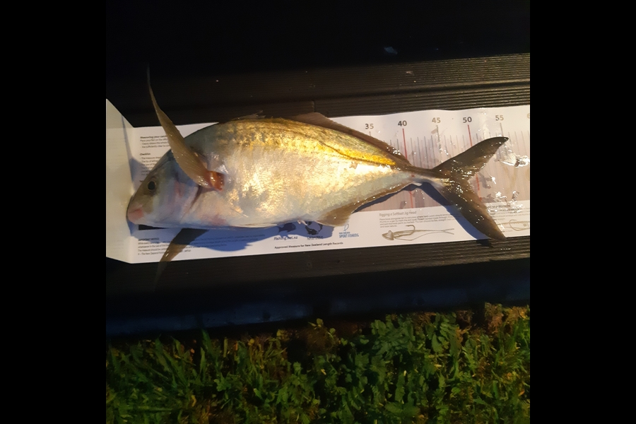 Mark McGrath  caught this 48cm Trevally at Whanganui during The Export NZ Fishing Competition