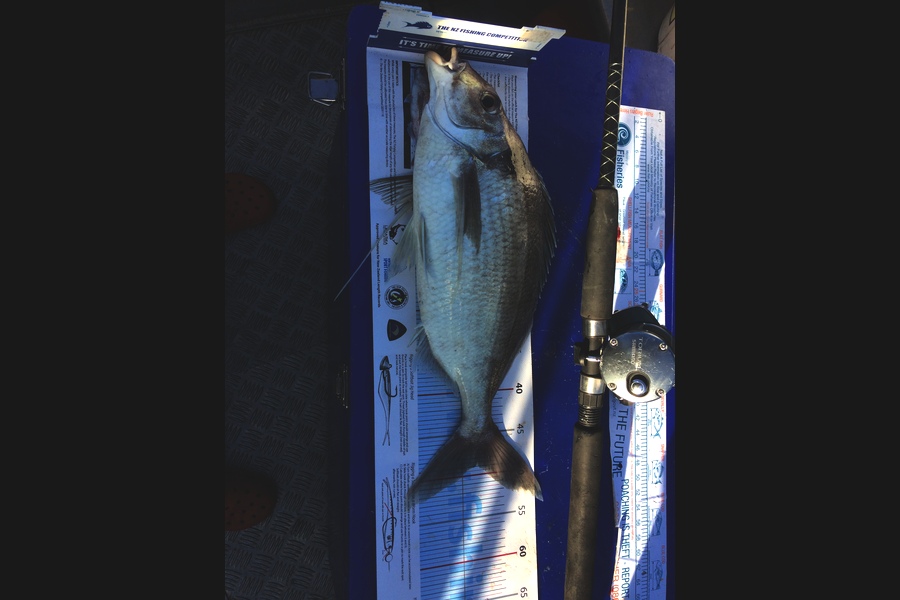 Hilary Waterman caught this 48.5cm Tarakihi at Cook Strait during The Export NZ Fishing Competition