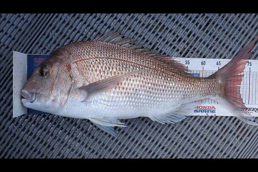 Jayden Emtage caught this 72.0cm Snapper at Kaipara harbour during The Export NZ Fishing Competition