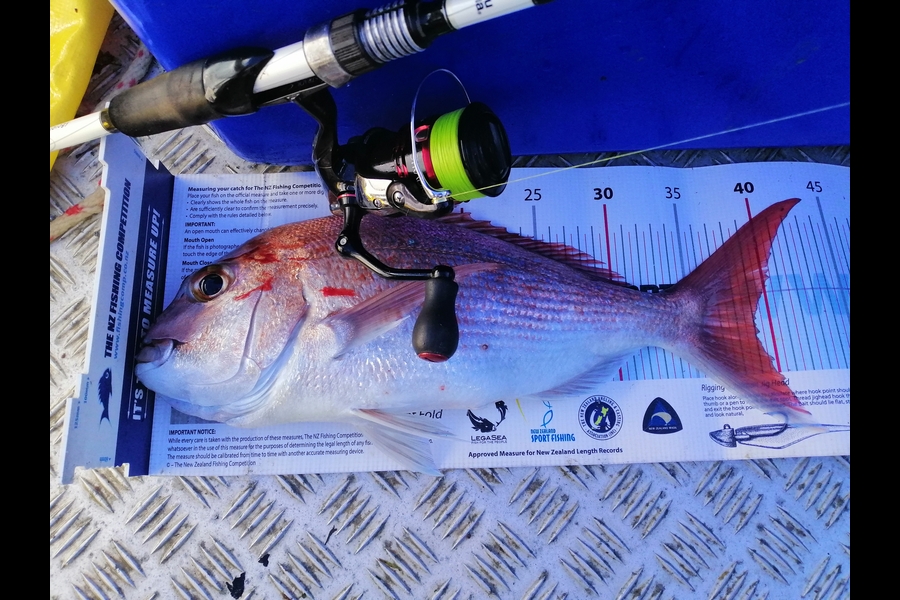 Brian  Gallogly caught this 39cm Snapper at Nth Waiheke during The Export NZ Fishing Competition