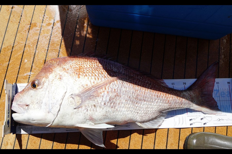 Jesse Crasborn caught this 81.5cm Snapper at Tasman Bay during The Export NZ Fishing Competition