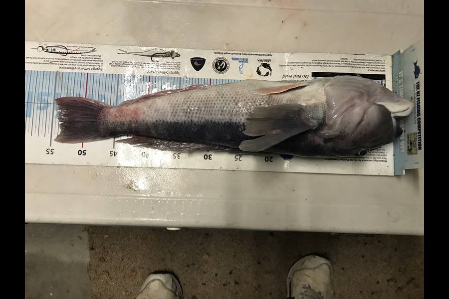 Lewis Fisher caught this 54.0cm Blue Cod at canterbury during The Export NZ Fishing Competition