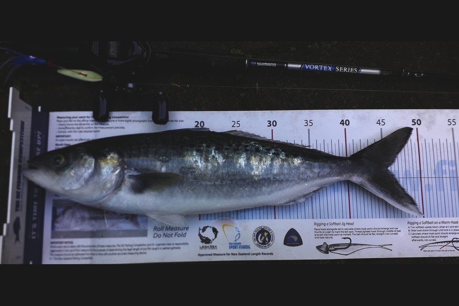 Dick Bavelaar caught this 45cm Kahawai at Clevedon flats during The Export NZ Fishing Competition