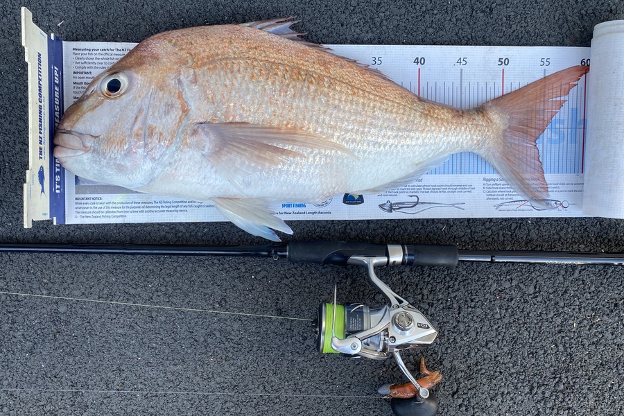 Ben Subritzky  caught this 54.0cm Snapper at Rangi Channel during The Export NZ Fishing Competition