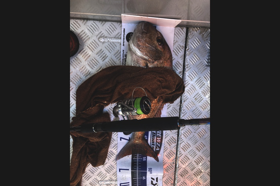 Thomas Morrison caught this 52.5cm Snapper at Coromandel during The Export NZ Fishing Competition