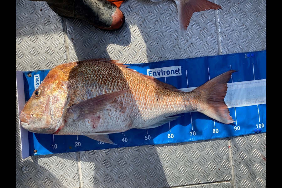 Aaron Oliver caught this 85.0cm Snapper at Tasman bay / durville island  during The Export NZ Fishing Competition