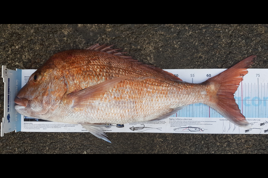 Andrew  Graham  caught this 67cm Snapper at Great Barrier  during The Export NZ Fishing Competition