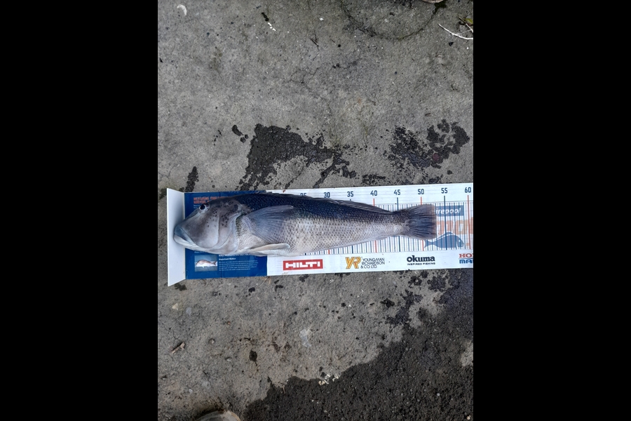 Ray Van Driel caught this 53.0cm Blue Cod at Wellington south during The Export NZ Fishing Competition