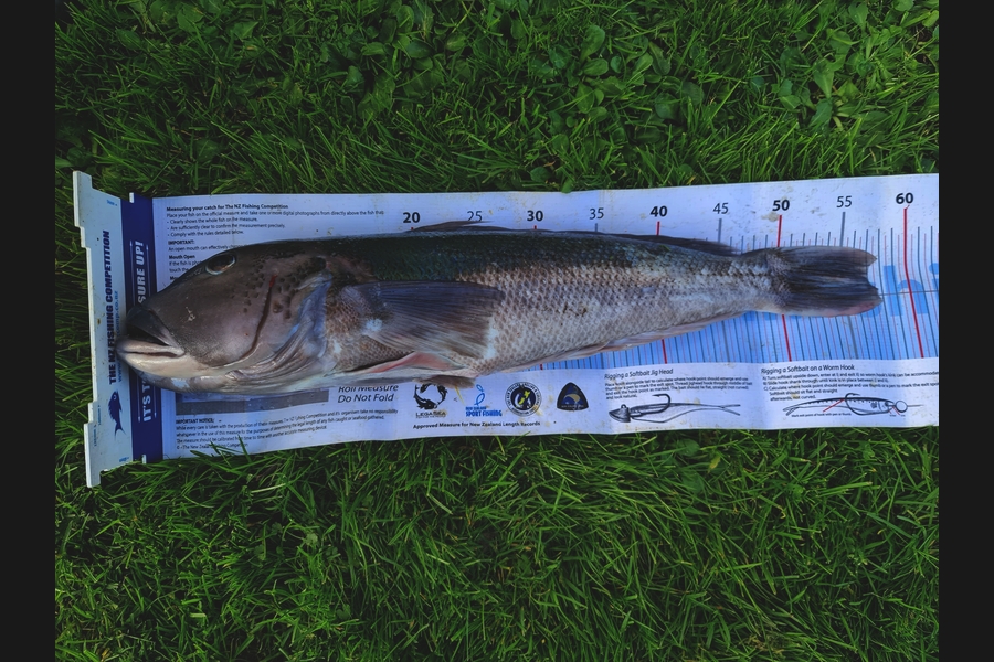 Hendrik Klopper caught this 57.0cm Blue Cod at Whanganui during The Export NZ Fishing Competition