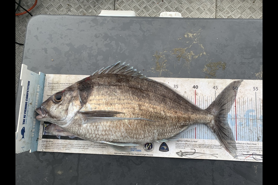 Sharlene Epiha caught this 47.5cm Tarakihi at Makara during The Export NZ Fishing Competition