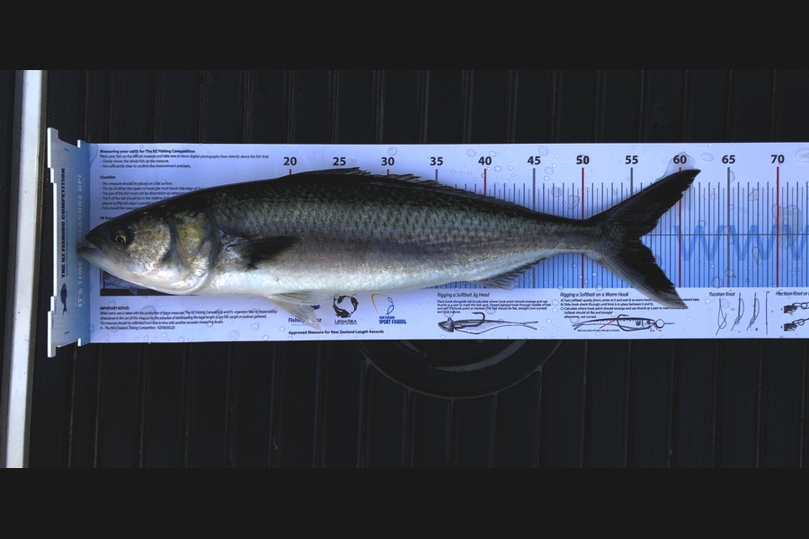 Josh (JW) Williams caught this 55.5cm Kahawai at Mercury Bay during The Export NZ Fishing Competition