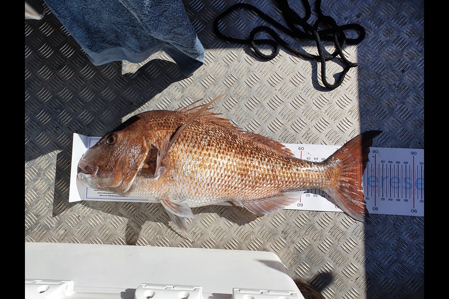 Kim Gorden caught this 76.5cm Snapper at Great Barrier Island during The Export NZ Fishing Competition