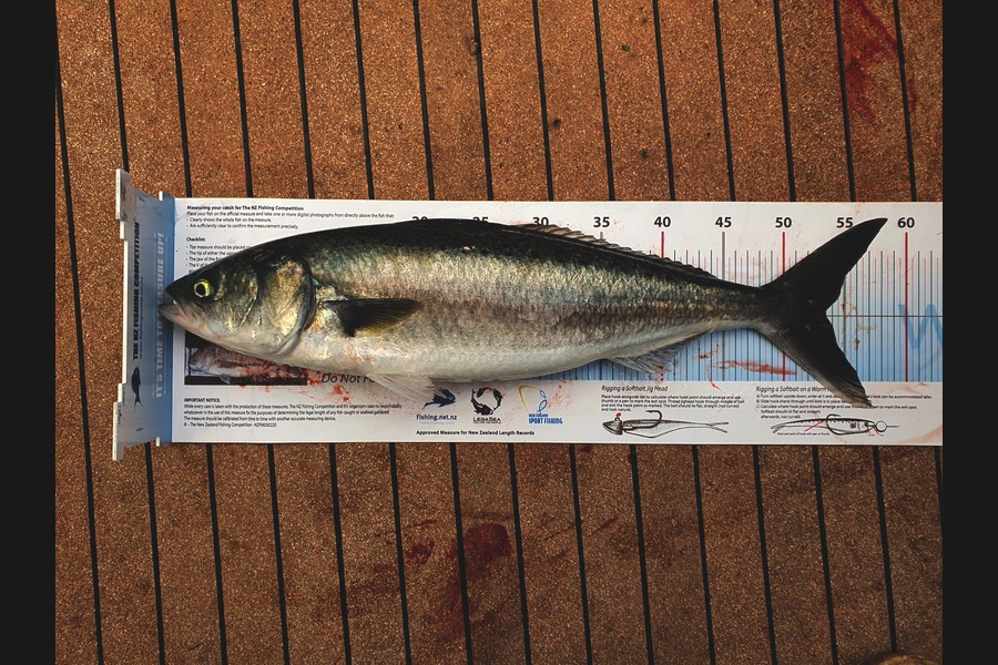 Jesse Crasborn caught this 53.5cm Kahawai at Tasman Bay during The Export NZ Fishing Competition