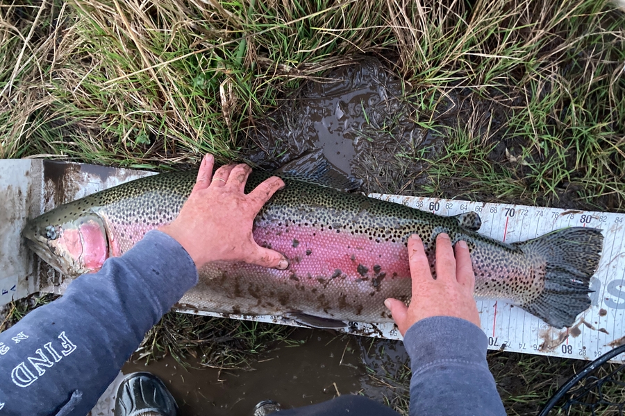 Mark  Armistead caught this 82.0cm Trout at Twizel during The Export NZ Fishing Competition
