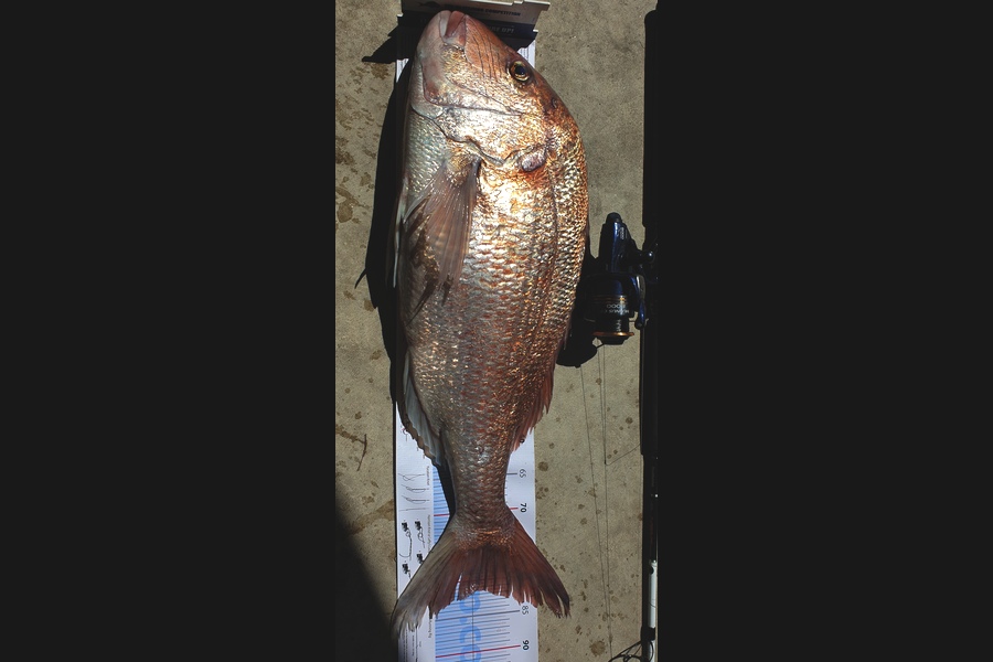 John Ballard caught this 81.5cm Snapper at Gisborne  during The Export NZ Fishing Competition