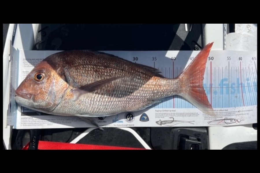 Steve Westlake caught this 48.0cm Snapper at Hauraki Gulf during The Export NZ Fishing Competition