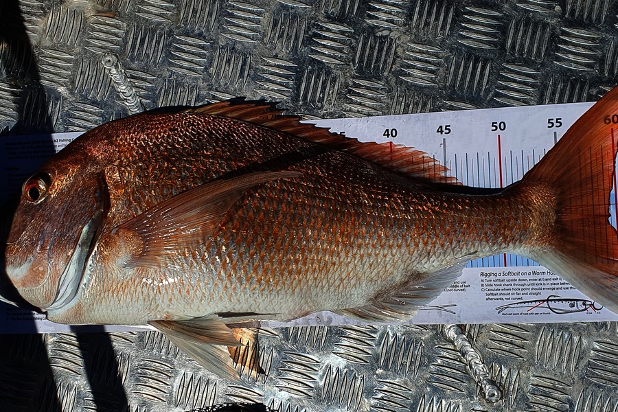 Barry Blunt  caught this 59.5cm Snapper at Coromandel during The Export NZ Fishing Competition