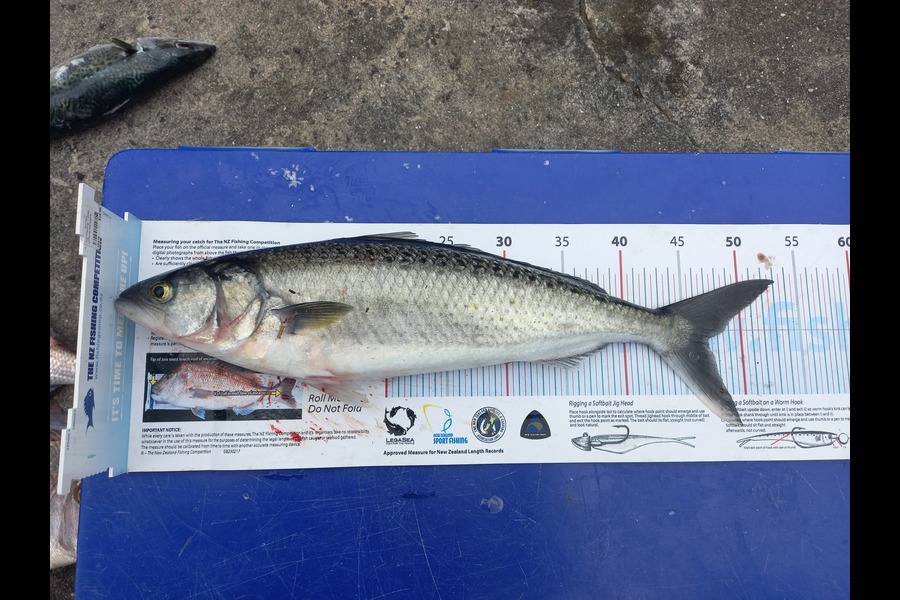 Bruce Hooper caught this 47.0cm Kahawai at Ruakaka.  Whangarei  during The Export NZ Fishing Competition