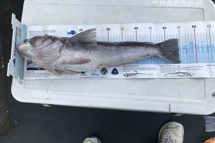 Lewis Fisher caught this 54.5cm Blue Cod at banks peninsula during The Export NZ Fishing Competition