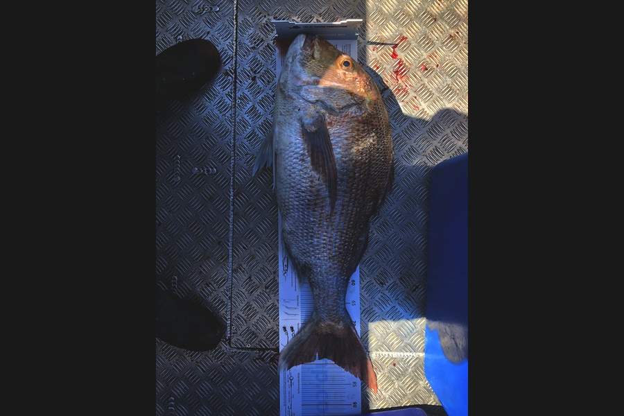 Bryce Powell caught this 77.0cm Snapper at Tasman Bay during The Export NZ Fishing Competition