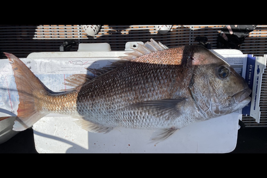 George Nam caught this 76.5cm Snapper at Hauraki Gulf during The Export NZ Fishing Competition