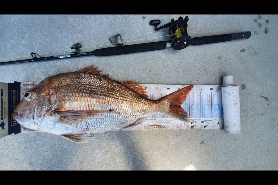 Trent O'Shea caught this 66.0cm Snapper at raglan during The Export NZ Fishing Competition