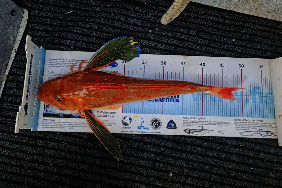 Frank van Vroonhoven caught this 46.0cm Gurnard at Mayor Island during The Export NZ Fishing Competition