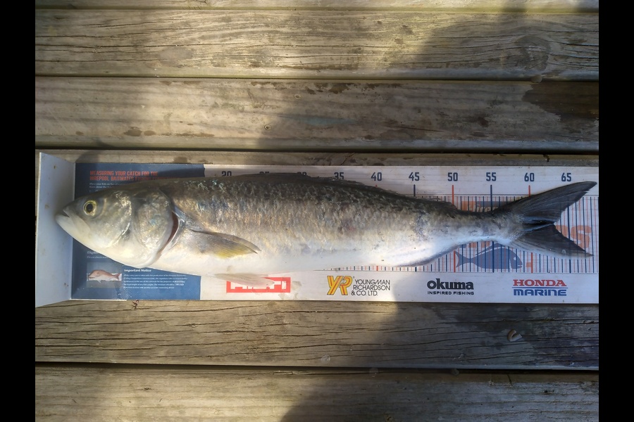 Geoff Preston caught this 62.5cm Kahawai at Mokau during The Export NZ Fishing Competition