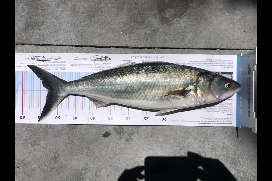 Tony Nelson  caught this 52.0cm Kahawai at Gisborne  during The Export NZ Fishing Competition