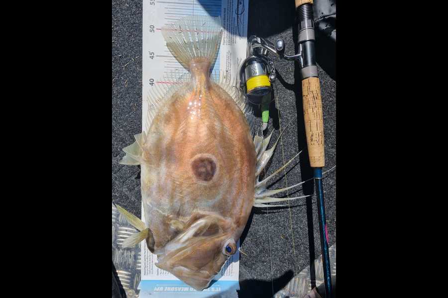Megan Reelick caught this 53.0cm John Dory at Coromandel  during The Export NZ Fishing Competition