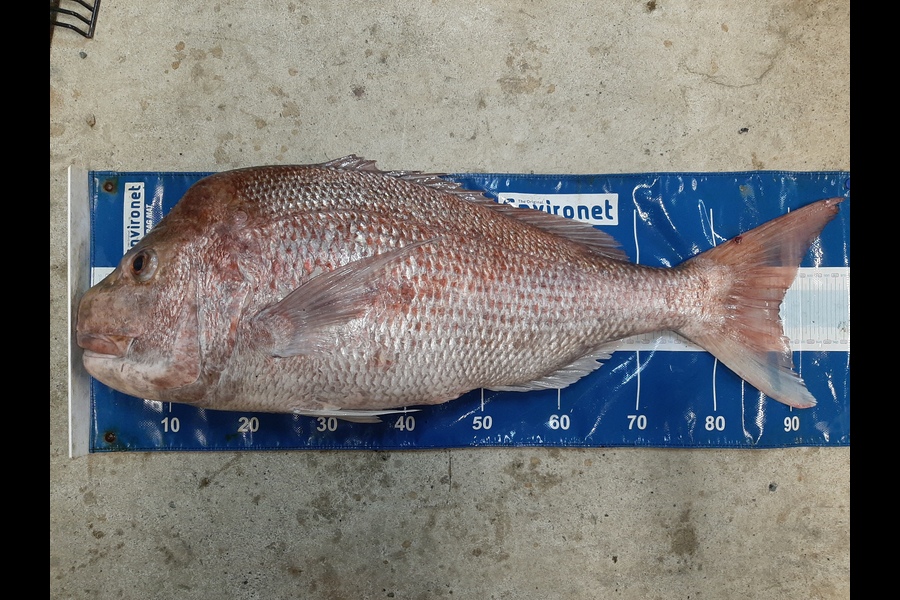 Richie  Ayers caught this 88.0cm Snapper at Tasman bay  during The Export NZ Fishing Competition