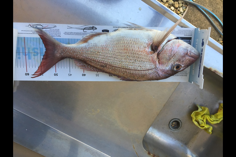 Mark Modrich caught this 53.0cm Snapper at Whangarei  during The Export NZ Fishing Competition