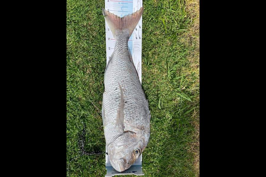 Rommel Tumayan caught this 82.0cm Snapper at Whangaparoa during The Export NZ Fishing Competition