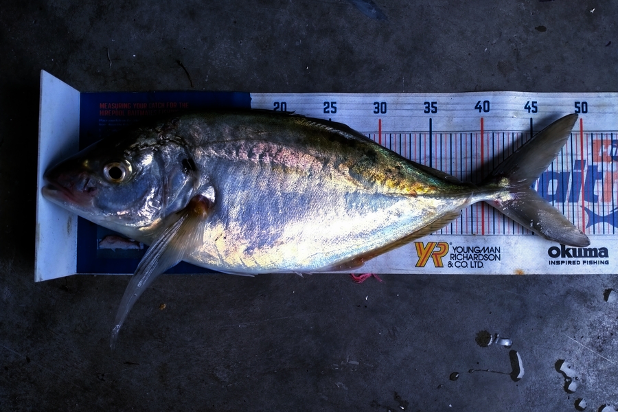Tim  McKenzie caught this 45cm Trevally at Napier during The Export NZ Fishing Competition