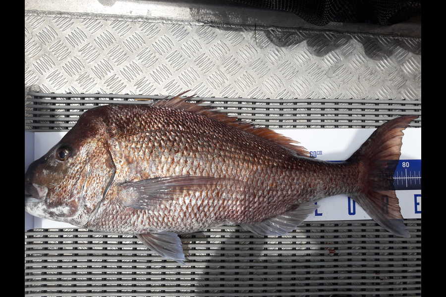 GLEN  FARAC  caught this 76cm Snapper at Far North  during The Export NZ Fishing Competition