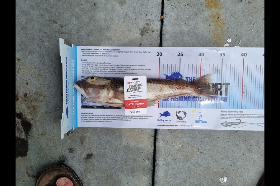 Kory Moorcock caught this 32.5cm Blue Cod at gisborne during The Export NZ Fishing Competition
