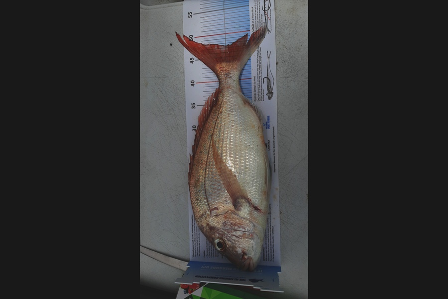 Al Ronberg caught this 47.5cm Snapper at Sunkist Bay during The Export NZ Fishing Competition