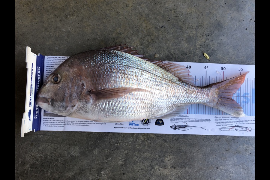 Graeme Gee caught this 52.5cm Snapper at Mana during The Export NZ Fishing Competition