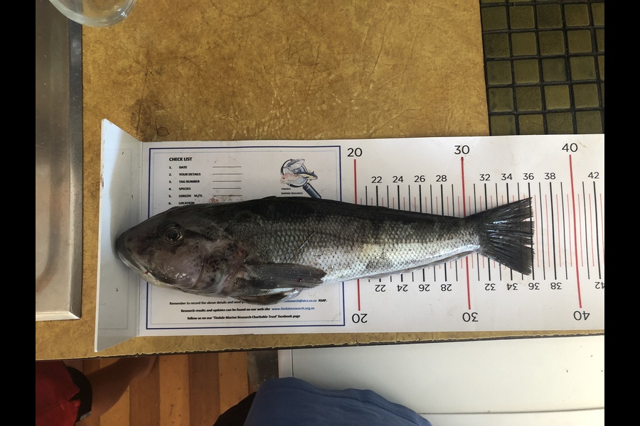 Julius Kolk caught this 36.0cm Blue Cod at Marlborough Sounds during The Export NZ Fishing Competition