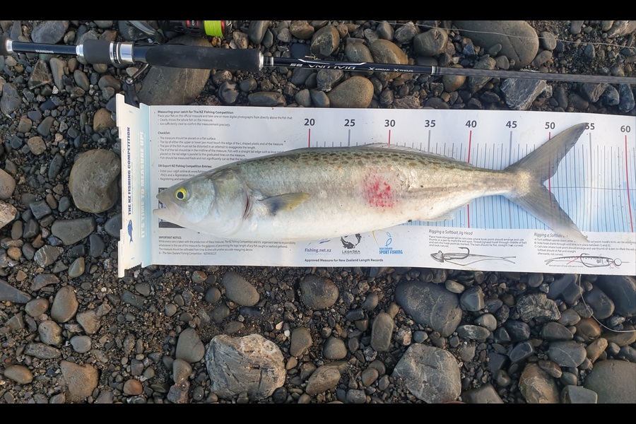 Pat Barrett caught this 48cm Kahawai at Otaki Beach during The Export NZ Fishing Competition